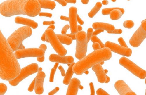 Probiotic là gì? Phân loại và vai trò của proniotic