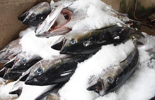 Mẹo phân biệt cá biển tươi đông lạnh và cá chết ít người biết đến