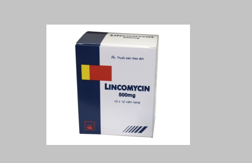 Lincomycin 500 PMP và một số thông tin cơ bản về thuốc