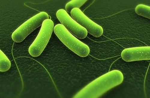 Nhiễm khuẩn E.coli là gì? Triệu chứng, nguyên nhân và điều trị bệnh