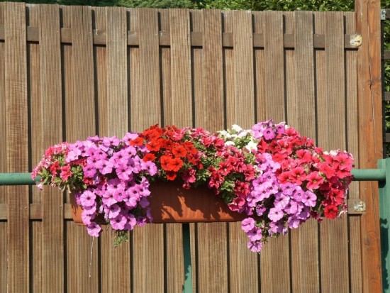 Các loại hoa dễ trồng ở ban công bạn không nên bỏ qua