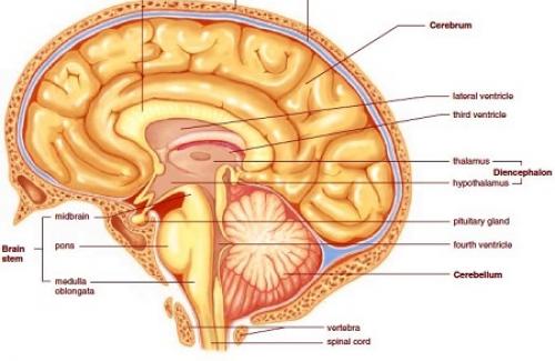 Chảy máu não là bệnh gì? Triệu chứng, nguyên nhân và điều trị chảy máu não