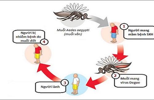 Dấu hiệu bệnh sốt xuất huyết - Nhận biết sốt xuất huyết nhanh nhất