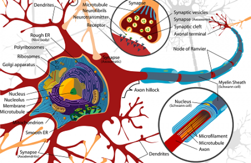 U nguyên bào thần kinh đệm là gì? Triệu chứng và cách điều trị bệnh