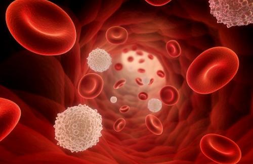 Thiếu máu hồng cầu to là gì? Triệu chứng, nguyên nhân và điều trị bệnh