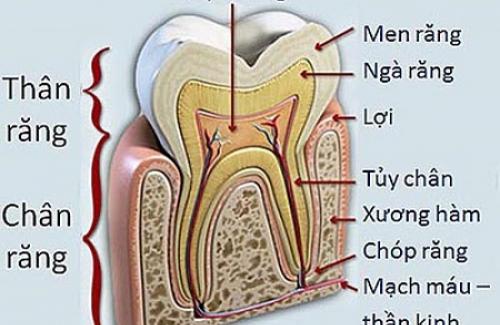 Ngà răng là gì? Giải phẫu cấu trúc của ngà răng bạn đã biết hay chưa?