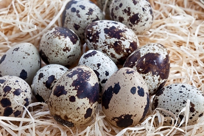 Món ngon từ trứng chim cút có tác dụng chữa bệnh hiệu quả