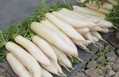 Củ cải trắng chữa bệnh về đường hô hấp và tiêu hóa hiệu quả