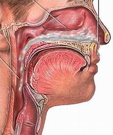 Cách chữa viêm mũi dị ứng ở người lớn dứt điểm, không tái phát