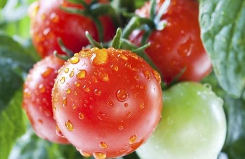 Không nên ăn cà chua khi nào để tránh gây hại cho sức khỏe?