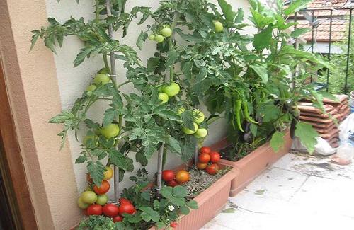 Hướng dẫn cách trồng cà chua tại nhà vào mùa hè đơn giản