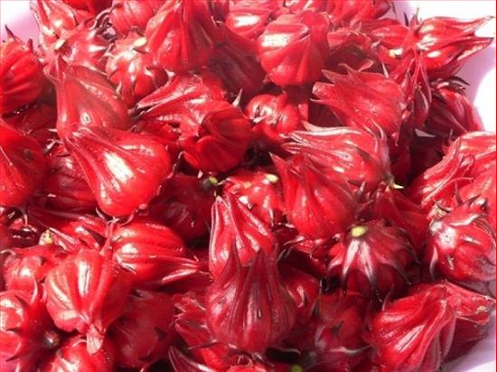 Tác dụng của hoa atiso đỏ đối với sức khỏe ít ai biết