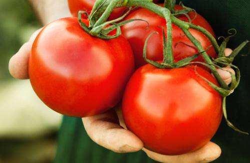 Những điều lưu ý khi ăn cà chua nhất định các mẹ phải biết
