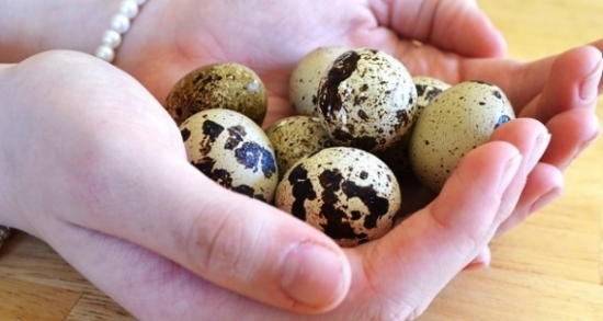 Công dụng của trứng chim cút đối với sức khỏe ít ai biết