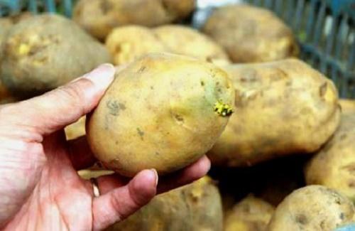 Bạn nhất định phải biết: Mầm khoai tây có độc không?