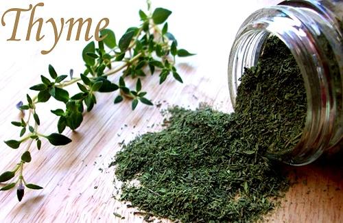 Cỏ Xạ Hương (Thyme) - thảo dược từ châu Âu cho các bệnh hô hấp
