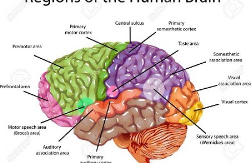 Thoái hóa chất trắng ở não là gì?  triệu chứng, nguyên nhân và điều trị bệnh