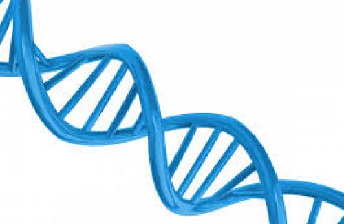 Di truyền học là gì? Những bệnh di truyền từ mẹ sang con cái