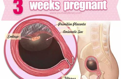 Thai nhi 3 tuần tuổi - Những điều mẹ cần biết và chú ý khi mang thai tuần thứ 3