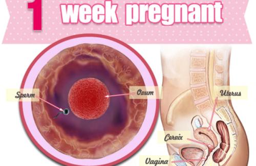 Thai nhi tuần đầu tiên - Thai nhi vẫn chưa được hình thành trong bụng mẹ