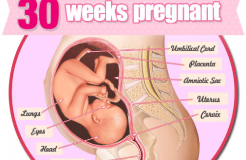 Thai nhi 30 tuần tuổi - Giai đoạn não bộ của bé phát triển rất nhanh