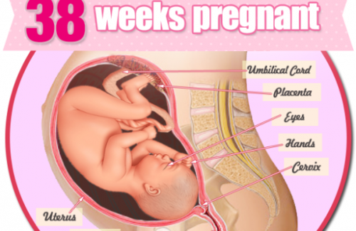 Thai nhi 38 tuần tuổi - Cơ thể bé tích mỡ chuẩn bị chào đời