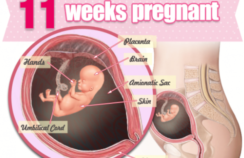 Thai nhi 11 tuần tuổi - Cột mốc quan trọng trong sự phát triển của thai nhi