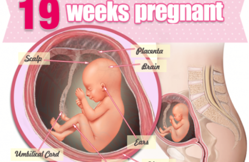 Thai nhi 19 tuần tuổi - Nửa chặng đường mang thai đã trôi qua