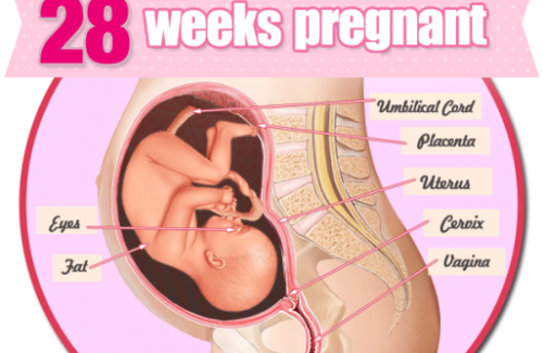 Thai nhi 28 tuần tuổi - Em bé của bạn phát triển toàn diện