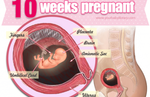 Thai nhi 10 tuần tuổi - Sự phát triển của thai nhi và những lưu ý cần biết