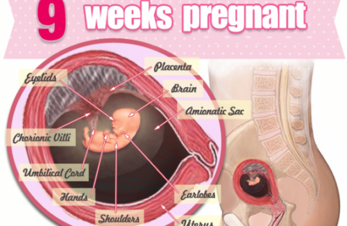 Thai nhi 9 tuần tuổi - Sự thay đổi của thai nhi và dinh dưỡng cho mẹ bầu