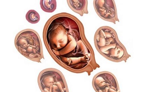 Cuộc sống đáng ngạc nhiên của thai nhi trong bụng mẹ