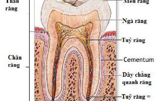 Tủy răng là gì? Cấu tạo và chức năng quan trọng của tủy răng