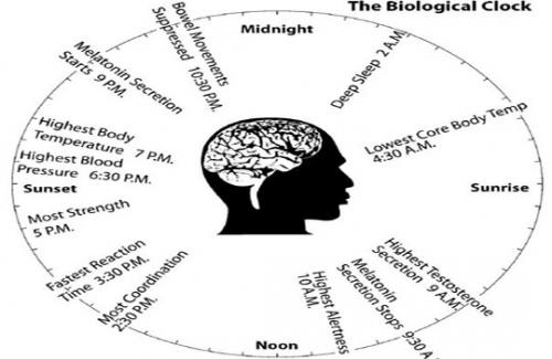 Nhịp sinh học là gì? Các nhịp sinh học cơ bản và ứng dụng