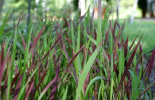 Cây cỏ tranh - Bài thuốc chữa bệnh từ cây cỏ tranh ít người biết