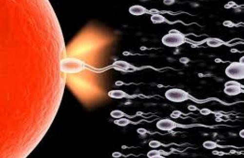 Tinh trùng là gì? Đặc điểm cấu tạo và đời sống của tinh trùng