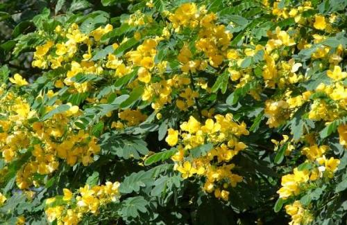 Hoa hòe  - Thành phần và công dụng chữa bệnh từ hoa hòe