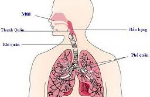 Kén khí phổi là bệnh gì? Triệu chứng và cách điều trị bệnh kén khí phổi