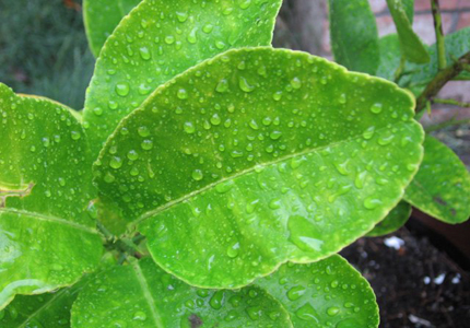 5 cách pha nước tắm chữa bệnh đơn giản từ "cây nhà lá vườn"