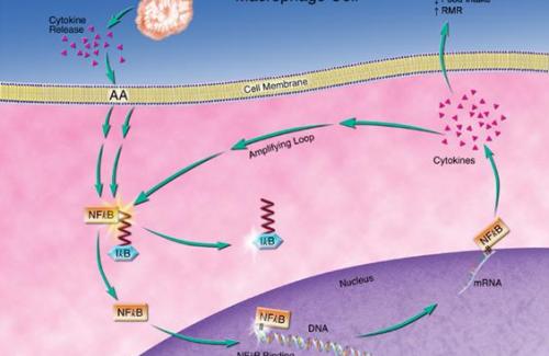Cytokine là gì? Cơ chế hoạt động của cytokine bạn nên biết