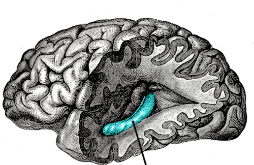 Đại não - Cấu tạo và chức năng vô cùng quan trọng của đại não