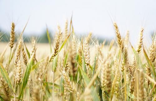 Cây lúa mì - Giá trị dinh dưỡng và hạn chế của cây lúa mì với sức khỏe