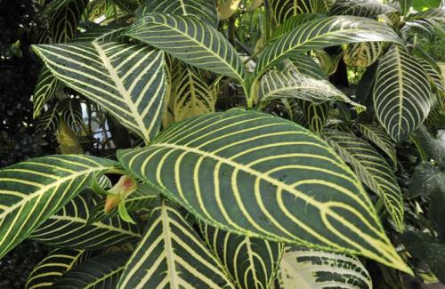 Cây khôi tía - Đặc điểm thực vật và tác dụng dược lý của cây khôi tía