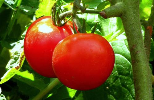 Cà chua - 12 công dụng chữa bệnh và làm đẹp của cà chua