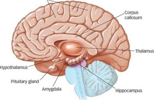 Bộ não người - Tế bào thần kinh và mạch máu não và chức năng của não bộ