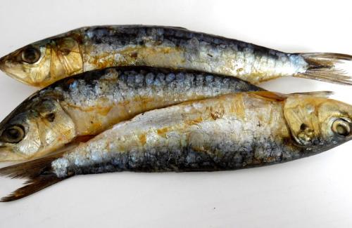 Cá mòi - Thành phần dưỡng chất và lợi ích sức khỏe của cá mòi