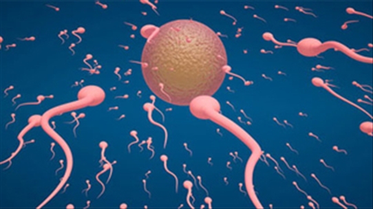 5 điều bạn có thể chưa biết về quá trình hình thành tinh trùng