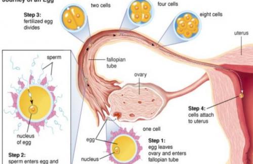 U nang bì là bênh gì? Biểu hiện và biến chứng của bênh u nang bì