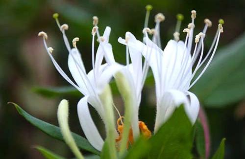 Hoa lan - Tác dụng chữa bệnh của từng loại hoa lan bạn đã nghe bao giờ chưa