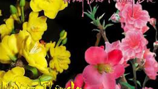 Hoa đào, hoa mai - Vị thuốc của mùa xuân có thể bạn chưa biết